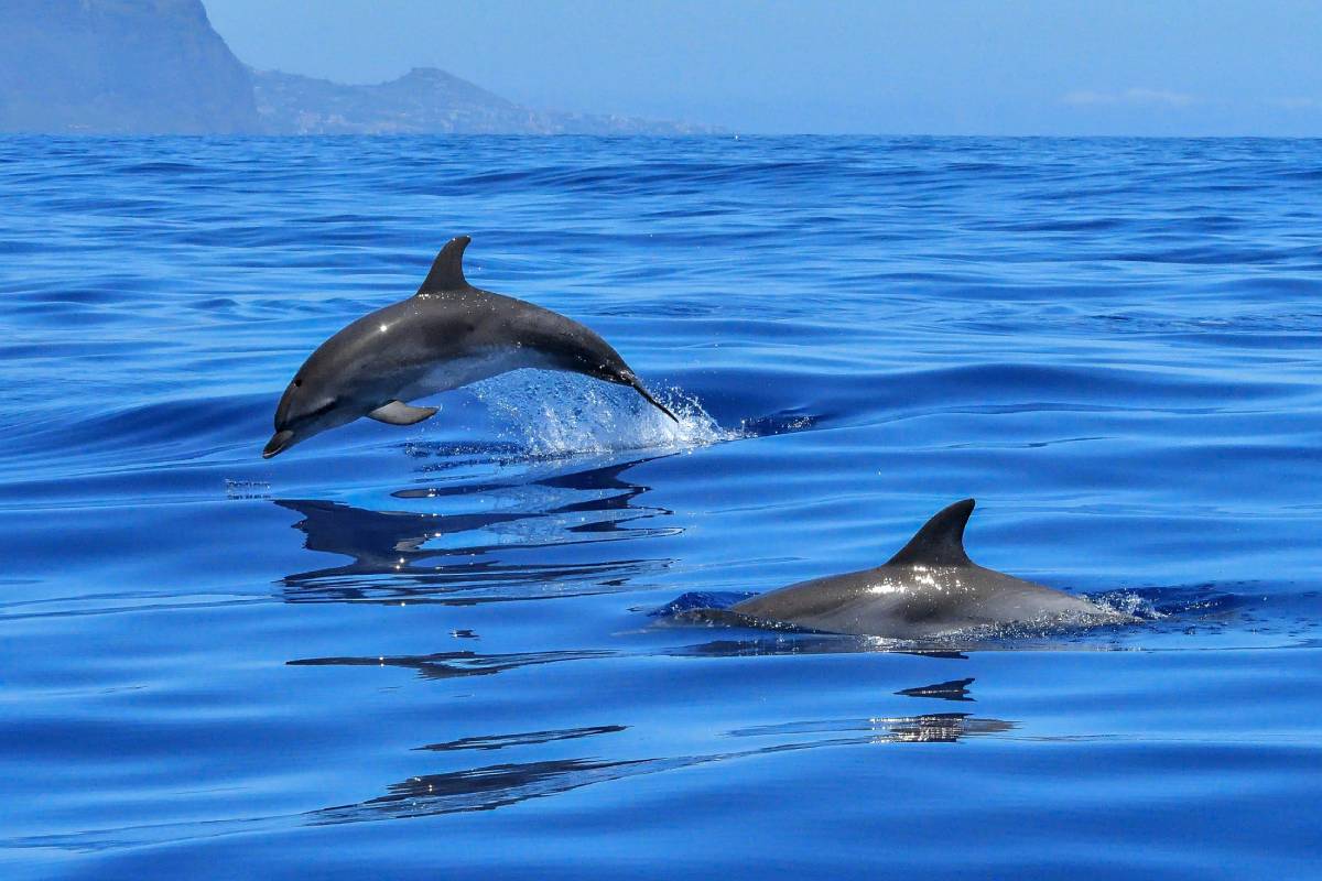 Delfines Mazarrón región de Murcia