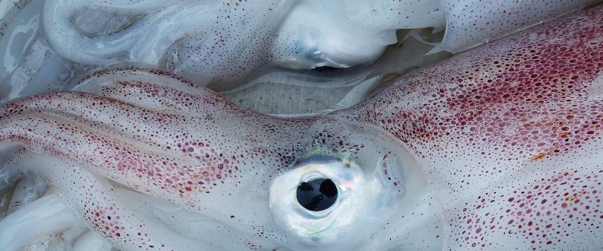 MELILLA calamares