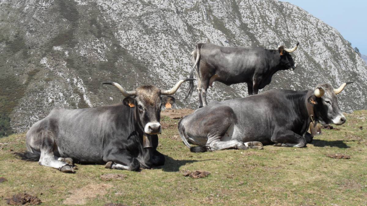 Vacas tudancas Cantabria