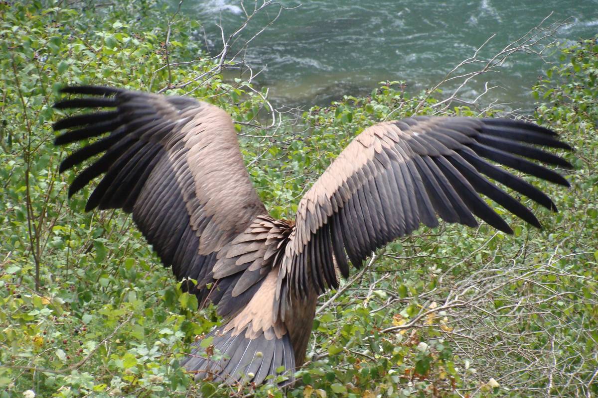griffon-vulture-Foz de Arbaiún Navarra