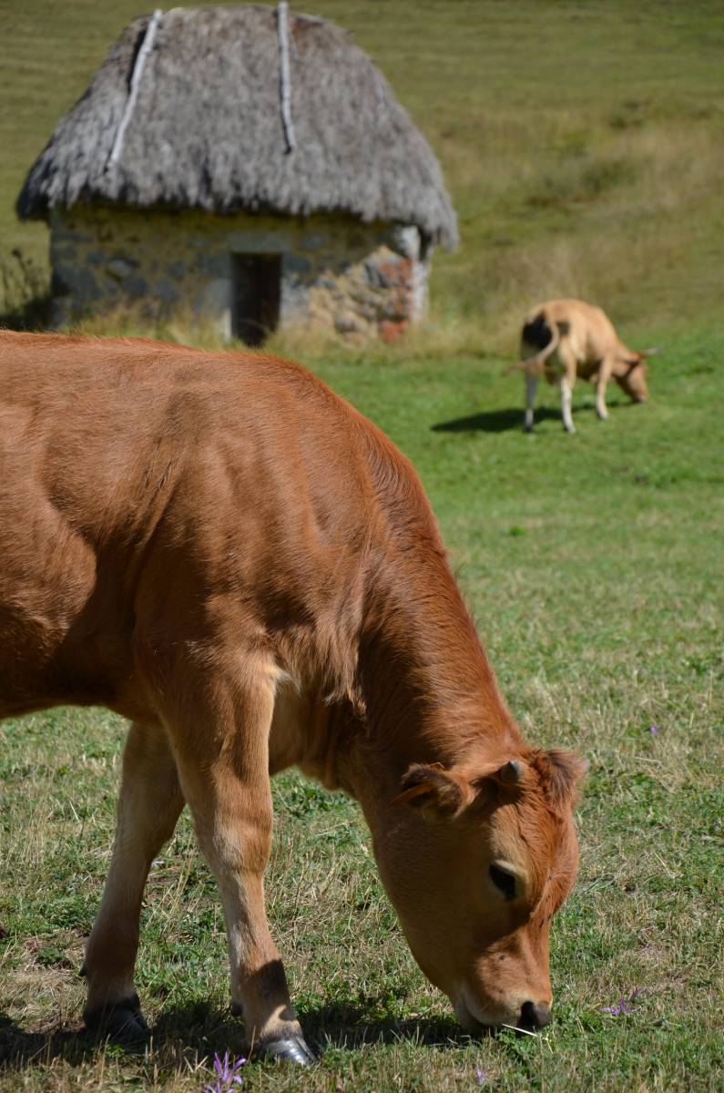 vacas Asturianas
