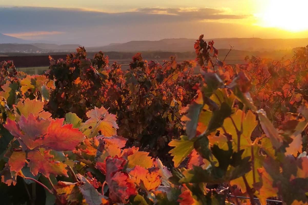 otoño vides La Rioja